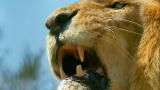 Maneaters: Lions