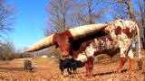 Weird, True & Freaky: World's Most Massive Horns