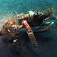 Mutual of Omaha's Wild Kingdom: Under the Octopus Volcano