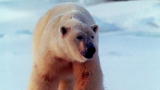 I, Predator: Polar Bear vs. Seal