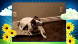 America's Cutest Dog: Monkey See, Monkey Do
