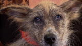 World's Ugliest Dog 2009: Arf