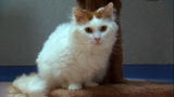 play video on Animal Planet