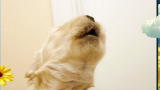 America's Cutest Dog 2010: The Hound of Music