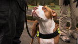 Must Love Cats: Pit Bull Searches for Lost Cat