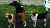 Bad Dog!: The Fearless Foursome