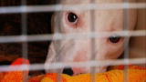 Underdog to Wonderdog: Petrified Pit Bull