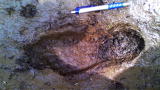 Finding Bigfoot: Pair of Sasquatch Tracks