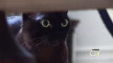 Housecat Housecall: Quo Vadis & Daddy-O