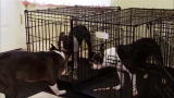 Bad Dog!: Bossy Boston Terrier