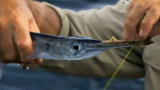 Tribal Fishing With Jeremy Wade: Fishing With a Kite