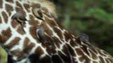 Top 10 Odd Animal Couples: The Giraffe's Oxpecker