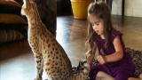 Weird True & Freaky: World's Largest Domestic Cat