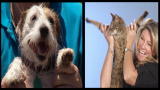 Dogs vs. Cats: Who Will Win?