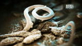 Monsters Inside Me: Worms In My Eye