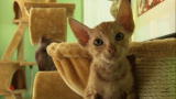 Cats 101: Peterbald