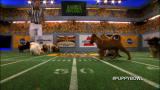 Puppy Bowl VIII: What's New This Year
