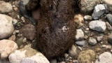 River Monsters: Fish With Arms and Hands?