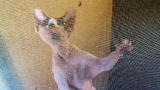 My Cat From Hell: Hyperactive Avery