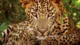 Maneaters: Leopards