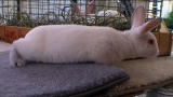 Pets 101: Rabbits