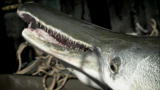 River Monsters: Premiering April 25