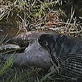 Weird True & Freaky: Bloated Anaconda