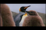 Mutual of Omaha's Wild Kingdom: King Penguins and Their Chicks