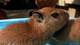 Pets 101: Capybaras