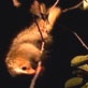 Mutual of Omaha's Wild Kingdom: The Silky Anteater