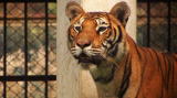Mutual of Omaha's Wild Kingdom: Tigerhounds vs. Tigers