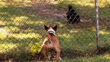 It's Me or the Dog: A Child in Danger