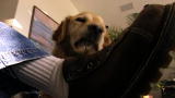 Top 10 Super Dogs: Golden Retriever