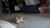 Puppies vs. Babies: Little Boo the Puppy Crawls Like a Baby