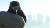 Taking on Tyson: Street Pigeon vs. Racing Pigeon
