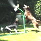The Planet's Funniest Animals: Viewer Submitted Video: Wet Dogs