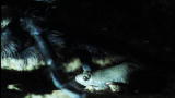 Top 10 Odd Animal Couples: Tarantula & The Frog