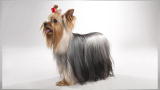 Dogs 101: Yorkshire Terrier