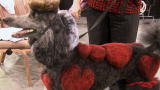 The Daily Treat: Superzoo 2009: This is Superzoo