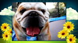 America's Cutest Dog: Bulldogs on a Trampoline