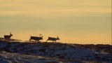 Viking Wilderness: Reindeer Get High