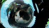 Weird, True & Freaky: Scuba-Diving Cat?