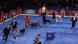 APL Top 25 of All Time: AKC Eukanuba National Championship (2006)