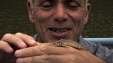 River Monsters: Last of the Russian Giants