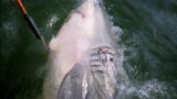 River Monsters: Hooking a Giant Bull Shark