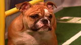 Puppy Bowl: Game Day Revisited: Puppy Bowl III: Tailgating, Tackles and Puppy Toughness