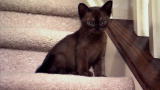 Too Cute!: Baby Kittens Bound Up Stairs