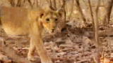 Mutual of Omaha's Wild Kingdom: Asiatic Lioness on the Hunt