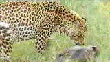 Mutual of Omaha's Wild Kingdom: Leopards: Savanna Survivors