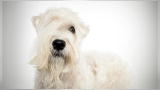 Wheaten Hound